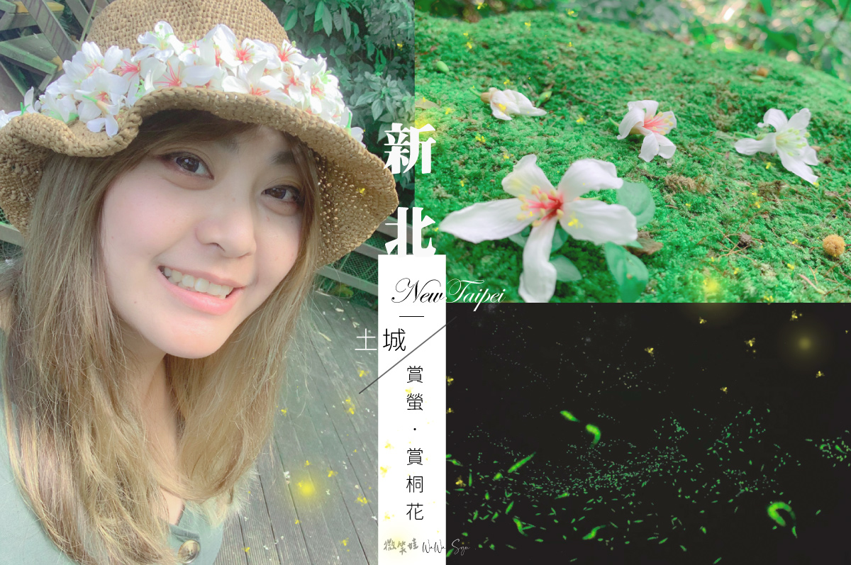 2020土城桐花公園 承天禪寺 南天母步道 螢火蟲秘境 讓油桐花螢火蟲一起漫天飛舞超夢幻 新北土城 Line旅遊