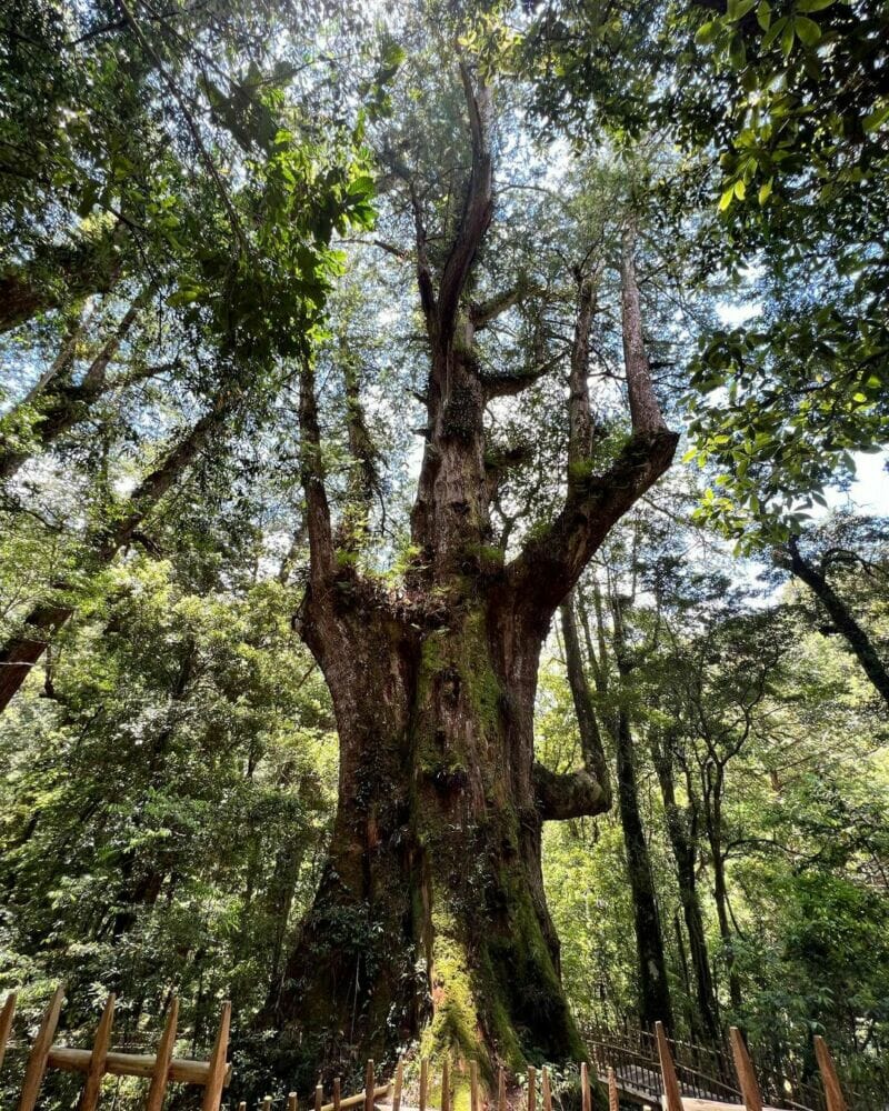 消暑勝地｜司馬庫斯