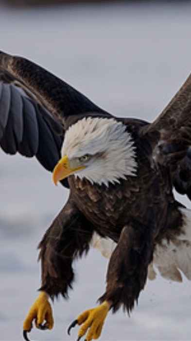 飛鷹計畫🦅