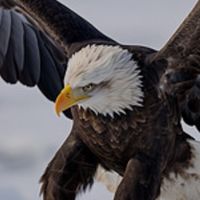 飛鷹計畫🦅