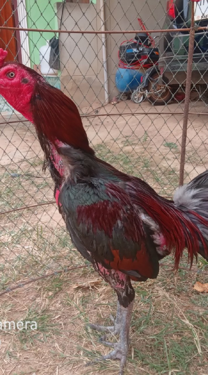 ชื้อขายไก่ชนสายแข้งหน้า สายเงินล้าน