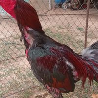 ชื้อขายไก่ชนสายแข้งหน้า สายเงินล้าน