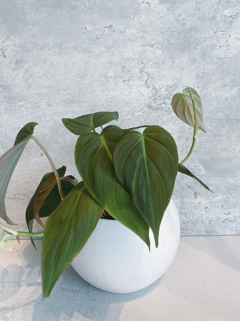 黑桃心蔓綠絨 療癒小植栽 室內植物