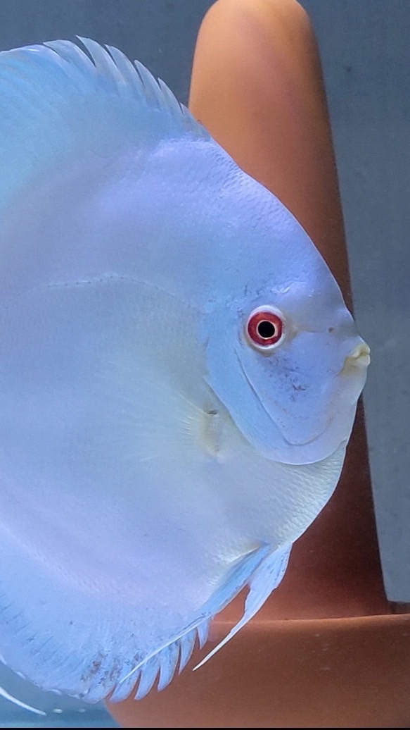 魚躍七彩