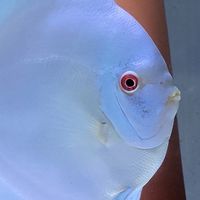 魚躍七彩