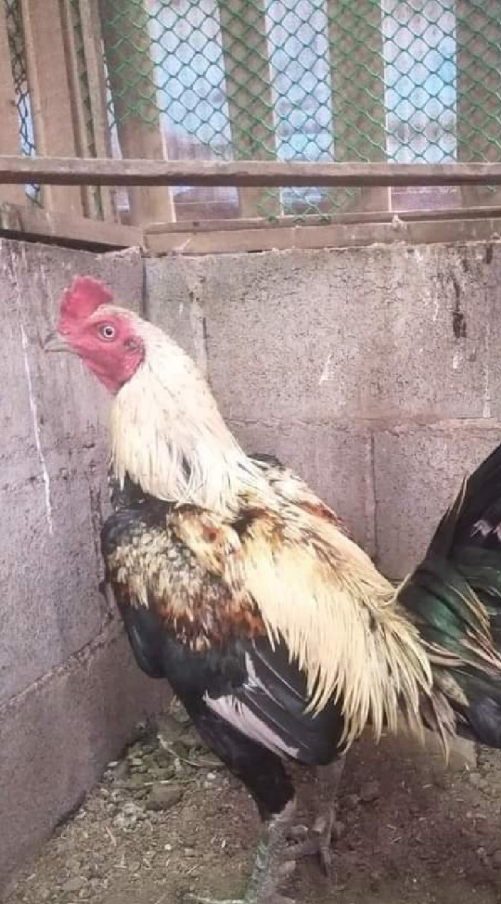 🐓คนรักไก่ชน 🐓