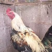 🐓คนรักไก่ชน 🐓