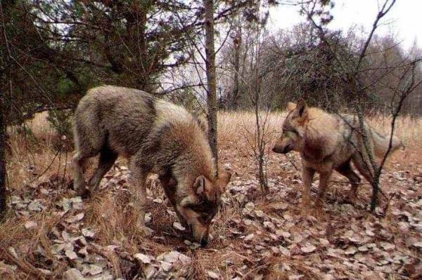 Hewan Mutasi Radioaktif Akibat Kejadian Chernobyl