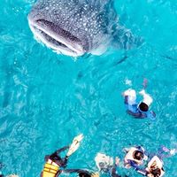 宿霧旅遊互助分享-敢問就敢回