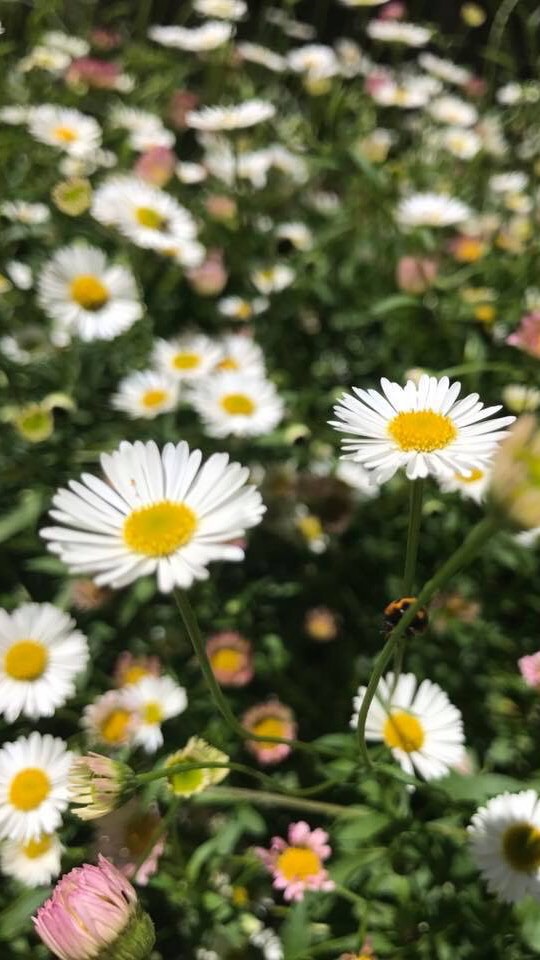 ธรรมชาติคือชีวิต nature is life.