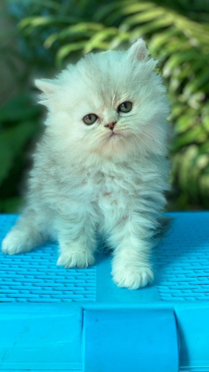 รักแมวเปอร์เซีย อุดรธานี🌷🐱🥰