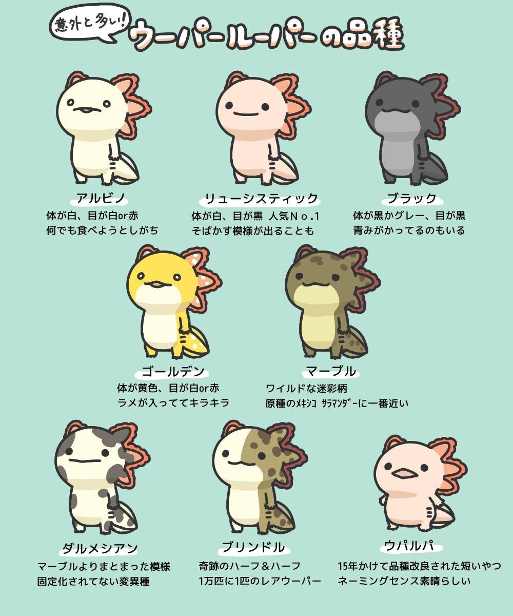 ウーパールーパー愛 大爆発のイラストがtwitterで大人気 知られざる生体もシュールにかわいく解説 ウォーカープラス