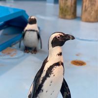ひまわり食堂　ボランティア