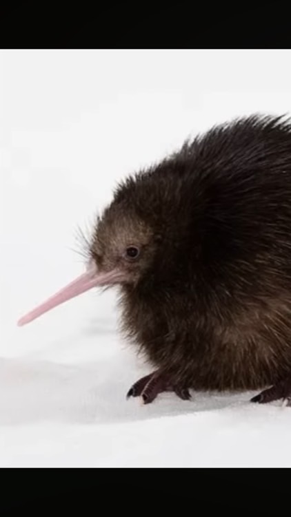 กีวี่สายลับ (เอพลัส)