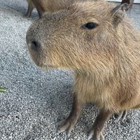 第一武道大會