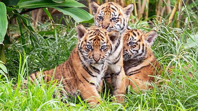 Wild Tigers And Elephants Still Exist In Sulawesi Says Regent