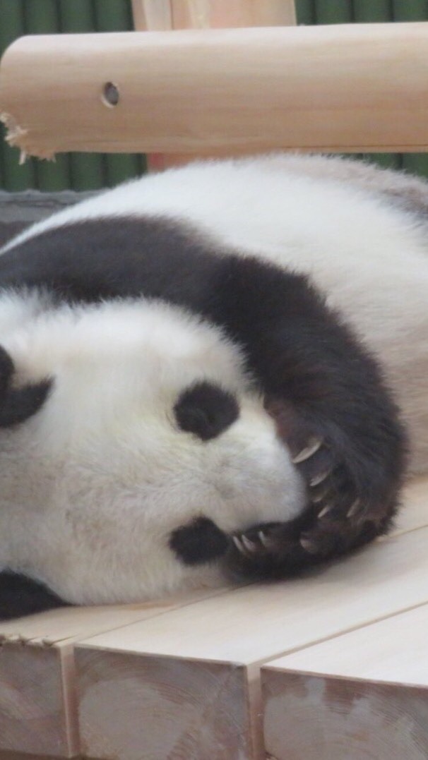 醜形恐怖症