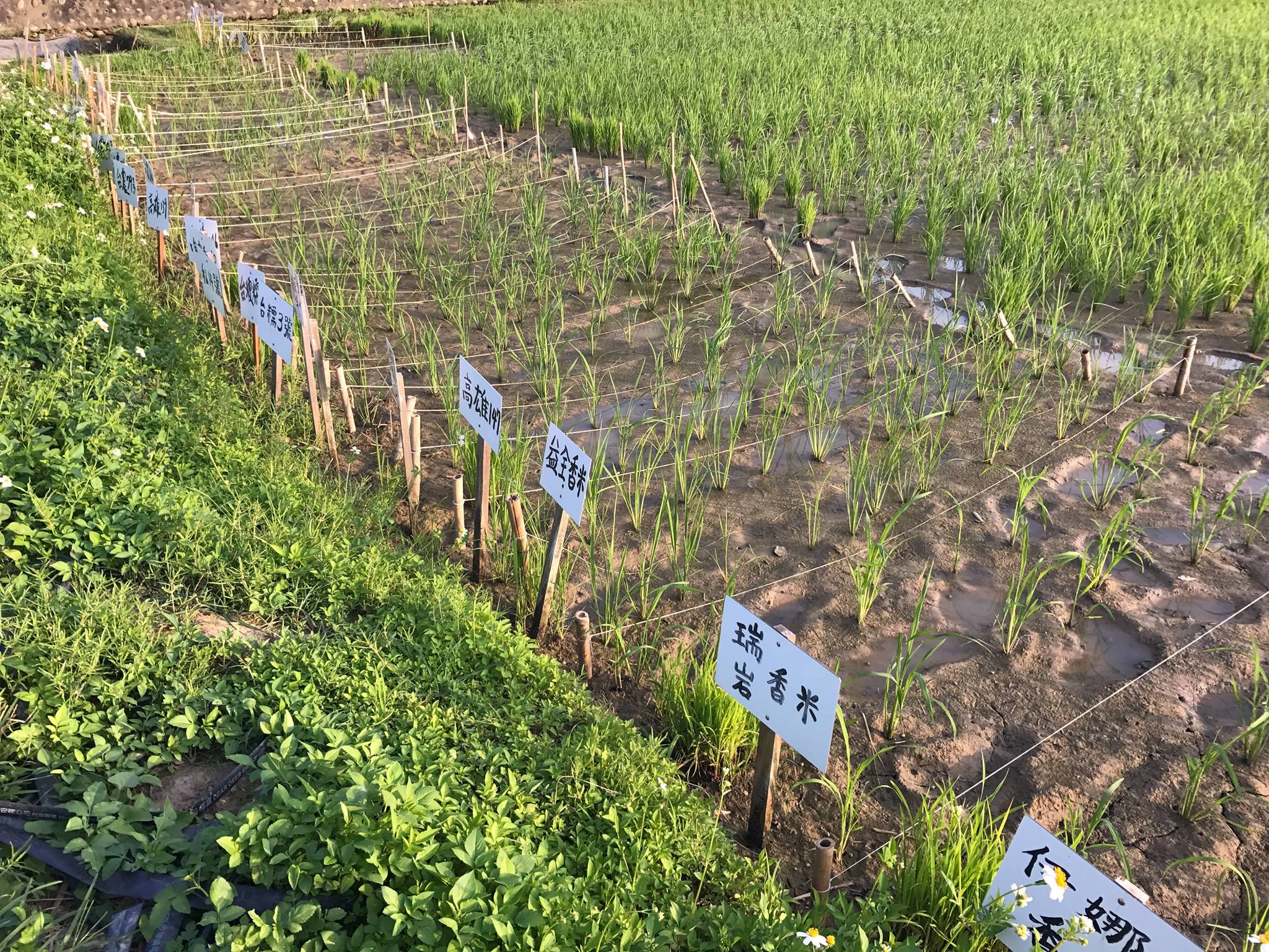 食農教育-妳好南搞-南國微醺-05