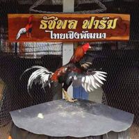 ไก่ไทยเชิงพัฒนา ก๋อยตราดง่อนก๋อยญี่ปุ่น