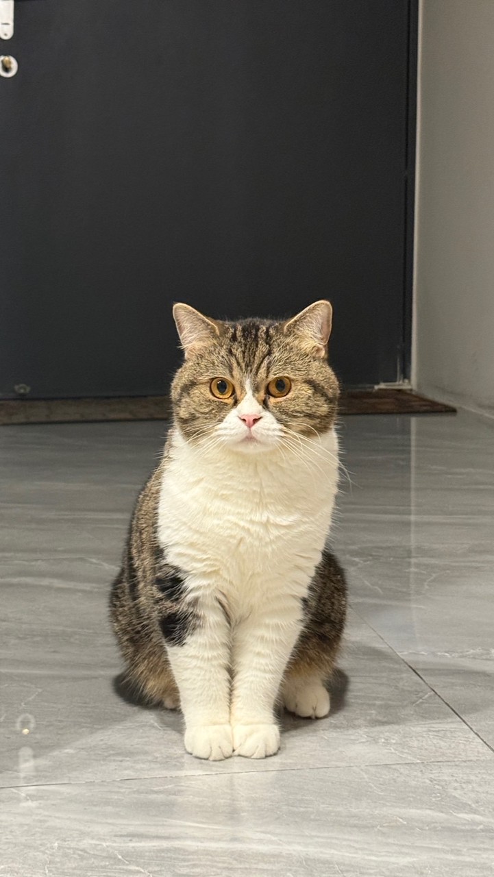 黑糖靜靜的🐾