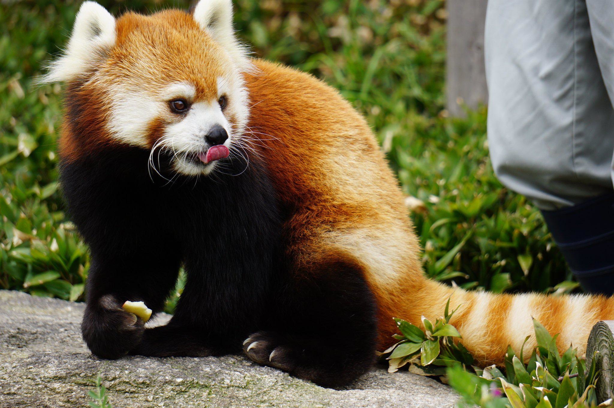 癒やしの表情にほっこり 福岡市動物園から休園中の動物たちの様子をお届け