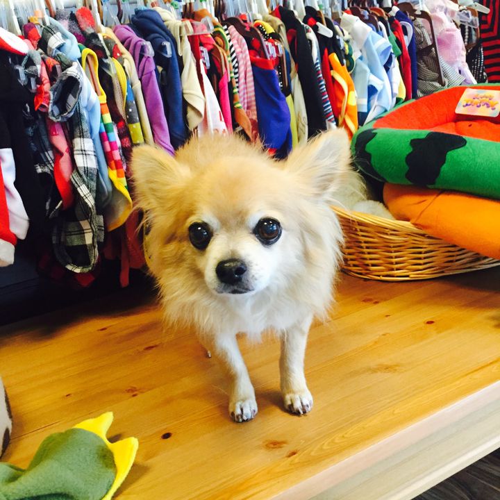 Mixed Media Feed ダンデライオン トリミングサロン Line Official Account