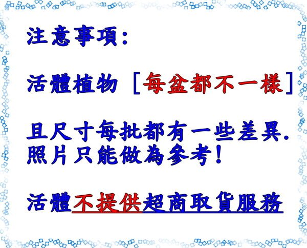 5吋盆 [大檸檬百里香盆栽 葉子帶檸檬香味 異國料理超常使用] 活體香草植物盆栽， 可食用.料理或泡茶~半日照佳~