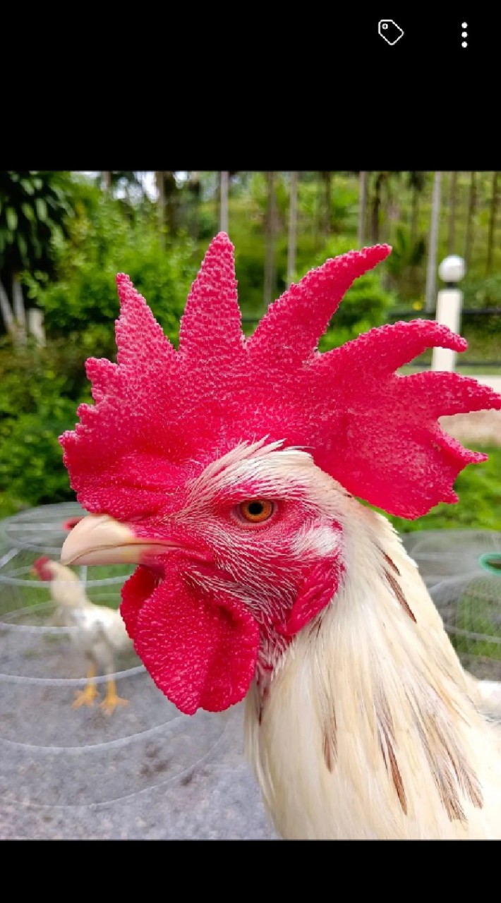 💥💥ตลาดเสรีไก่ชนภาคอิสาน💥💥
