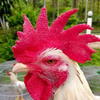 💥💥ตลาดเสรีไก่ชนภาคอิสาน💥💥