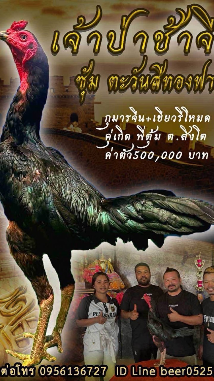 ตะวันสีทอง2(พม่าป่าช้าจีน)