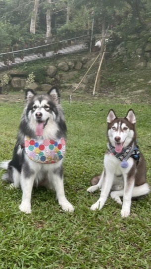 桃園🐶中大型犬出來玩！