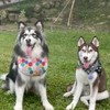 桃園🐶中大型犬出來玩！