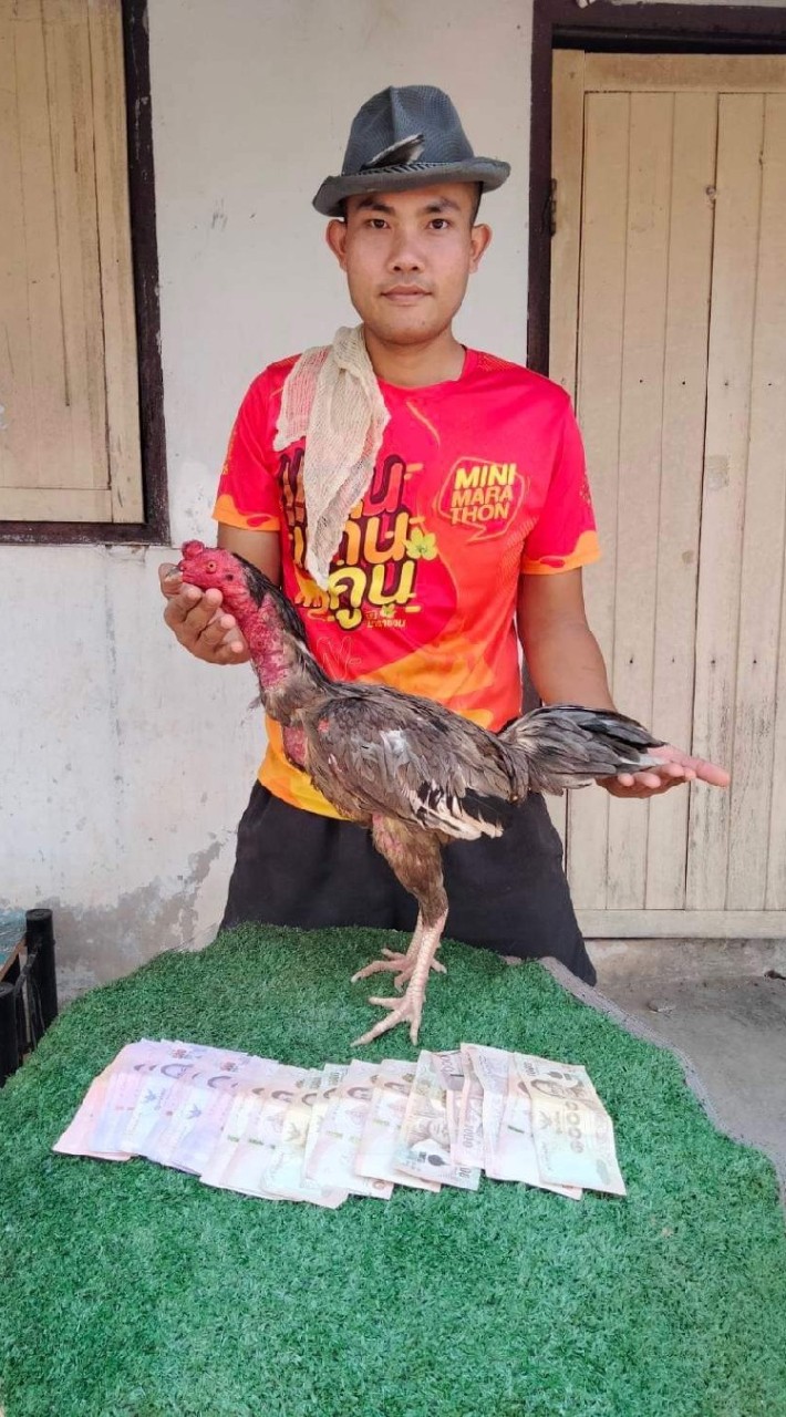 KK.ไก่ชน ตุลธรฟาร์ม