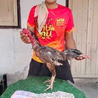 KK.ไก่ชน ตุลธรฟาร์ม