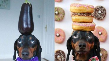 得意的小眼神！擁有「超強平衡感」的網紅狗狗 Harlso，完美頂住各種物品太可愛！