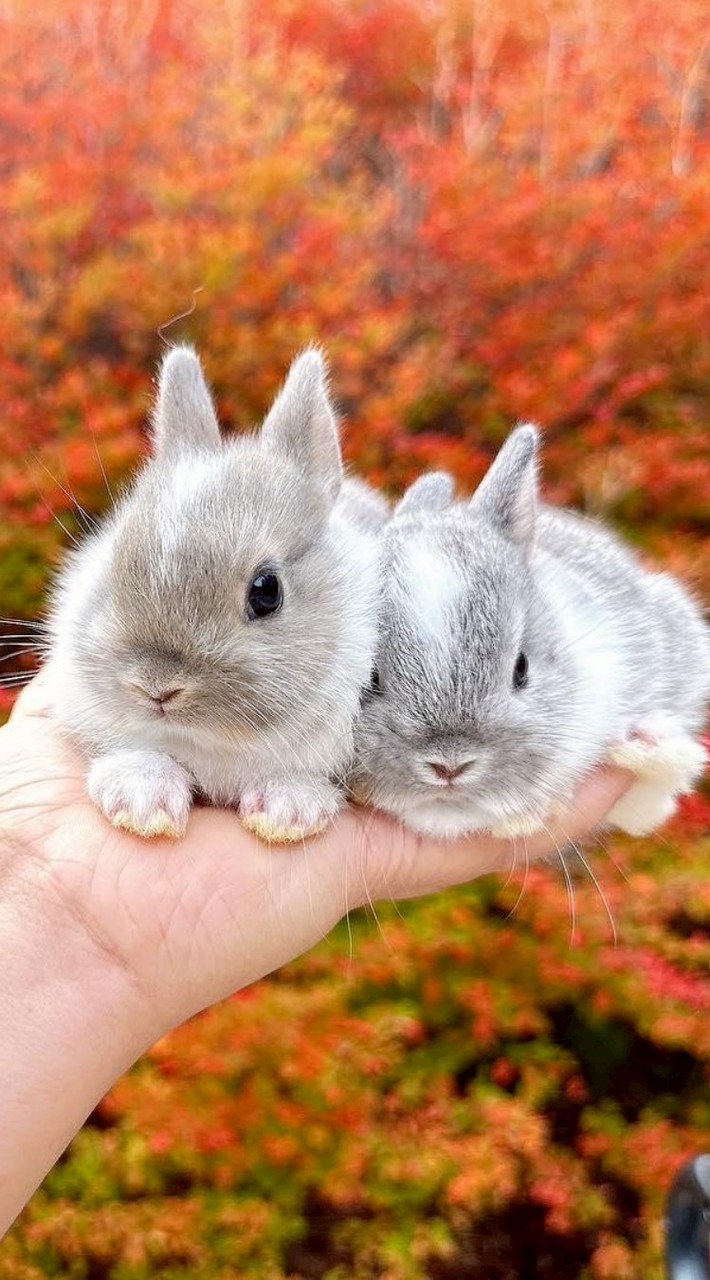 ネザーランドドワーフしか勝たん🐰うさぎ好き❤