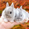 ネザーランドドワーフしか勝たん🐰うさぎ好き❤