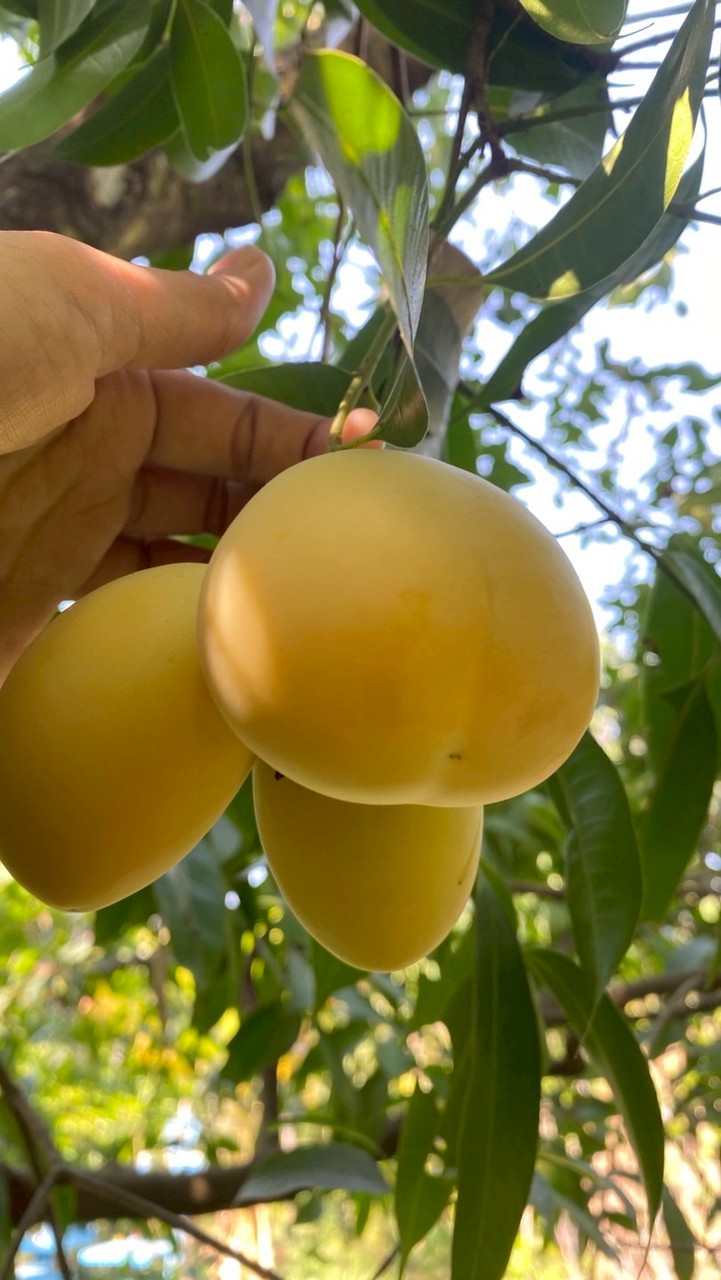 มะยงชิด คุณแก้ว