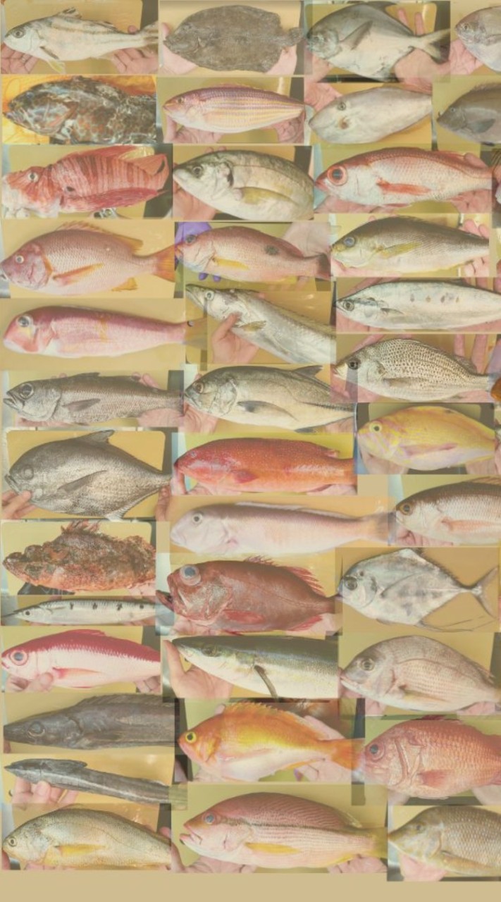在家做生魚片頻道會員