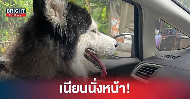 ตีเนียนขึ้นมานั่งบนรถ หนุ่มอิสลามงานเข้า ออกมาทิ้งขยะแต่ได้หมามาแทน