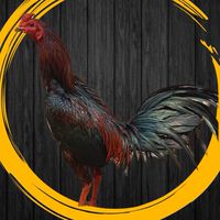 ซื้อขายไก่ชน ส.มาลัยทอง อุตรดิตถ์