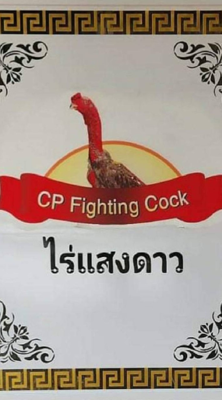 CP Fighting Cock