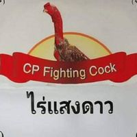 CP Fighting Cock