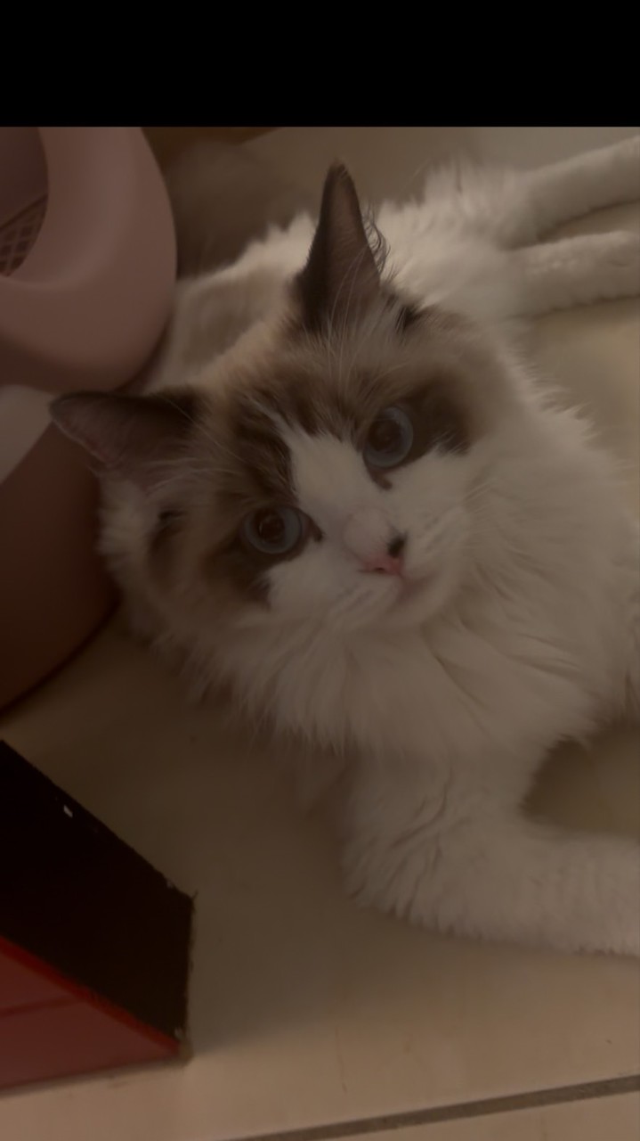 怎麼不見了啦嗚嗚嗚嗚