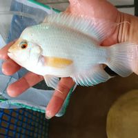 新手~羅~漢~魚~仔魚買賣~刁養~疑難雜症（腸炎-驅蟲-細菌感染等）