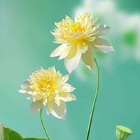 大勇