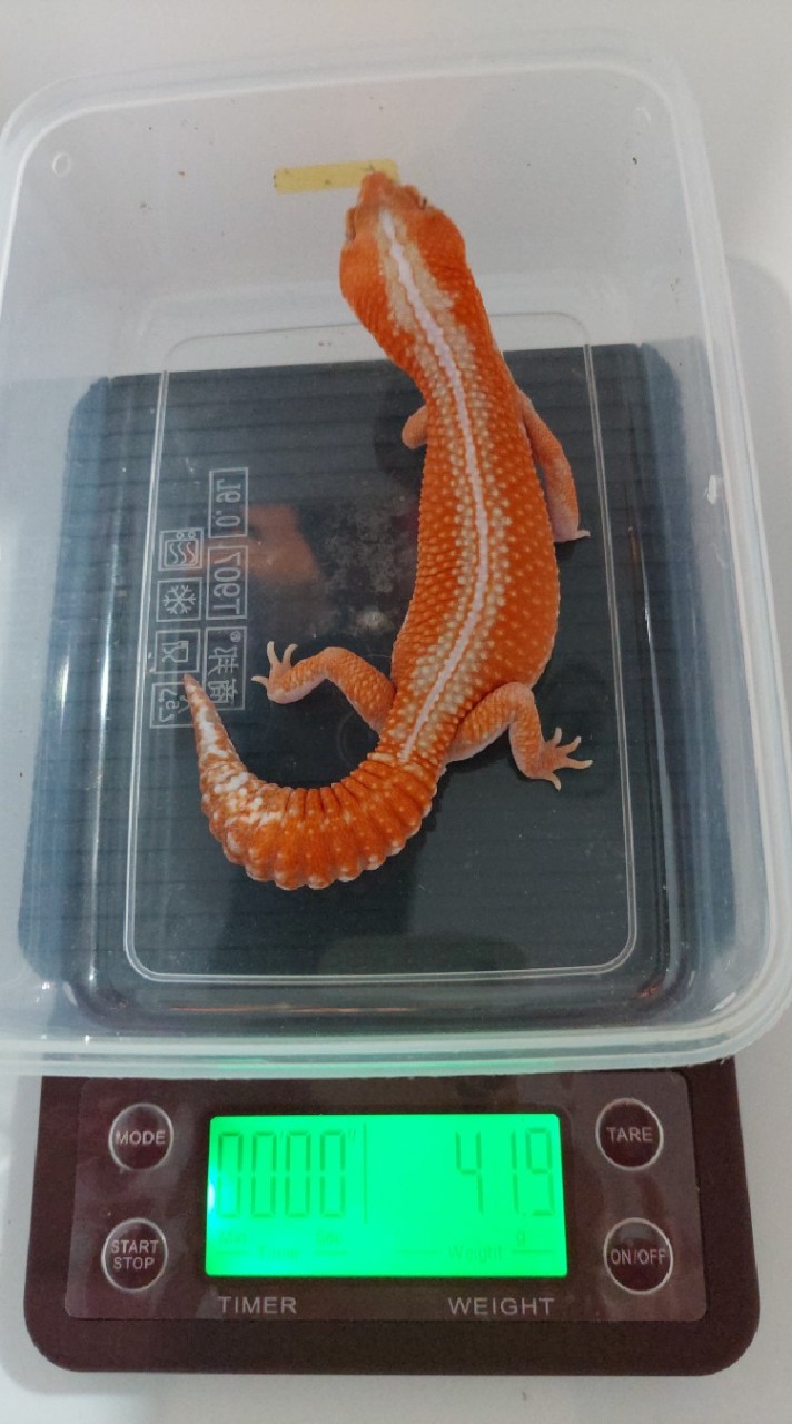 極品肥尾守宮