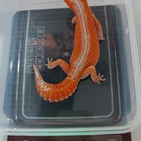 極品肥尾守宮