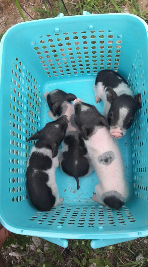 กลุ่มซื้อขายหมูแคระพ็อตเบลลี่ หมูแคระ