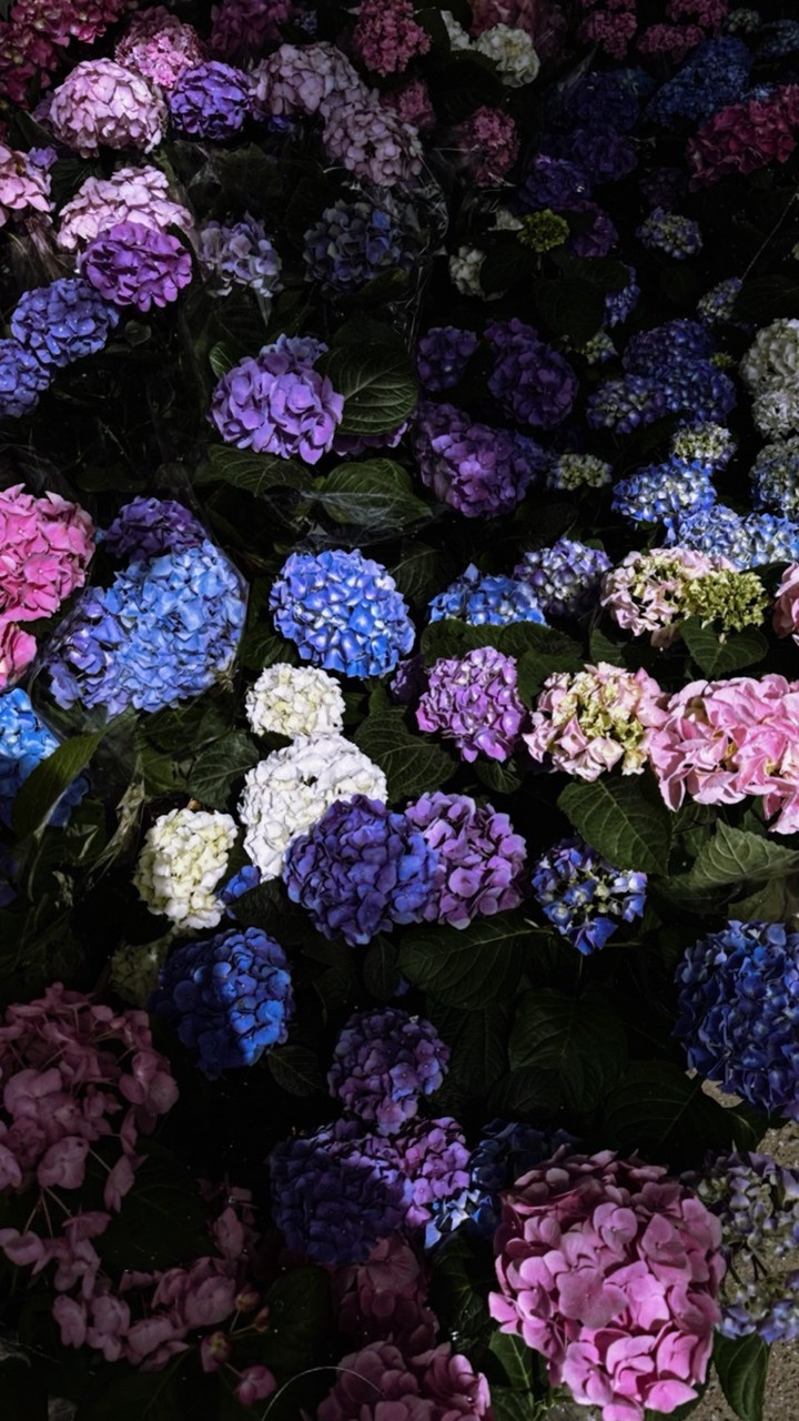 咲いた花が枯れても恋は移ろう、飽きられるようなあなたが悪いのよ